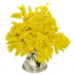 Bouquet di mimosa