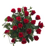 Bouquet assortito di rose rosse a gambo corto. 
