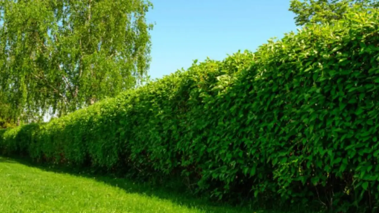 Quali sono le piante da siepe che crescono più in fretta? Per chi vuole privacy subito