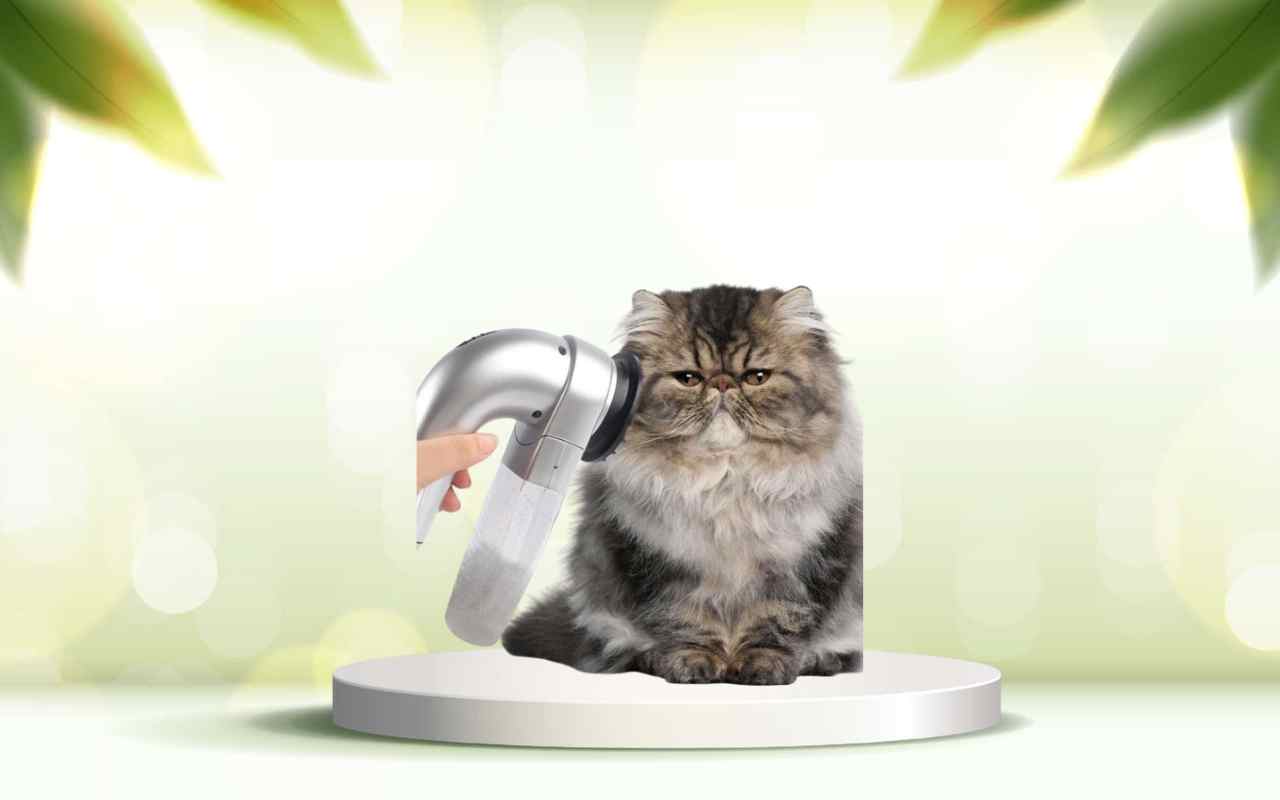 SpazzolAmica: elimina i peli degli animali da casa e migliora il comfort oggi stesso