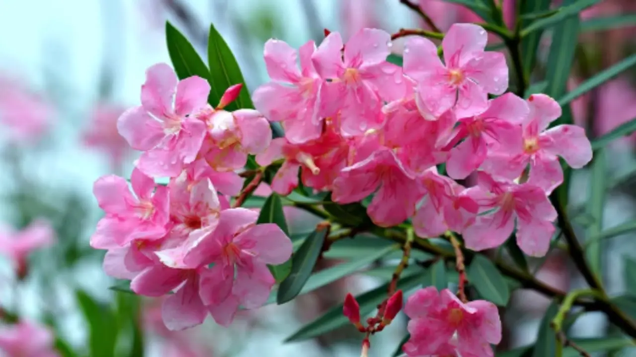 Il tuo oleandro è stato attaccato dalla cocciniglia? Ecco il rimedio naturale per debellarla