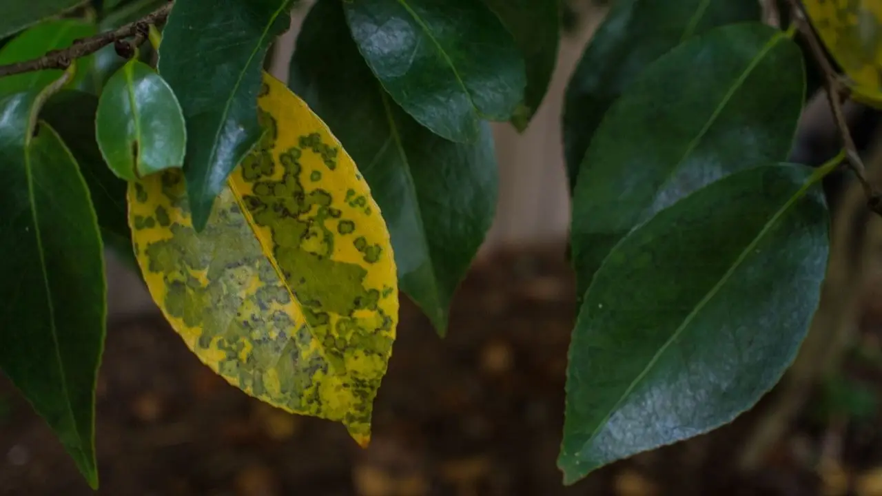 La tua gardenia ha le foglie gialle, cosa fare? La carenza di ferro e come risolverla